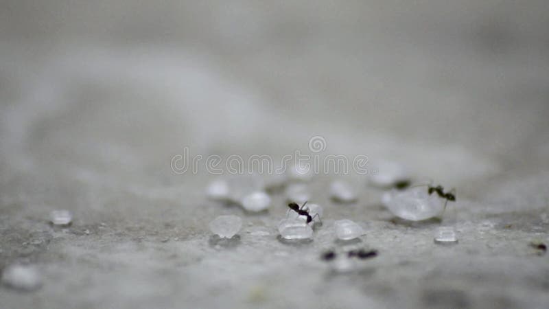 Macro tir des fourmis mangeant des cubes en sucre trois tirs dans un banque de vidéos