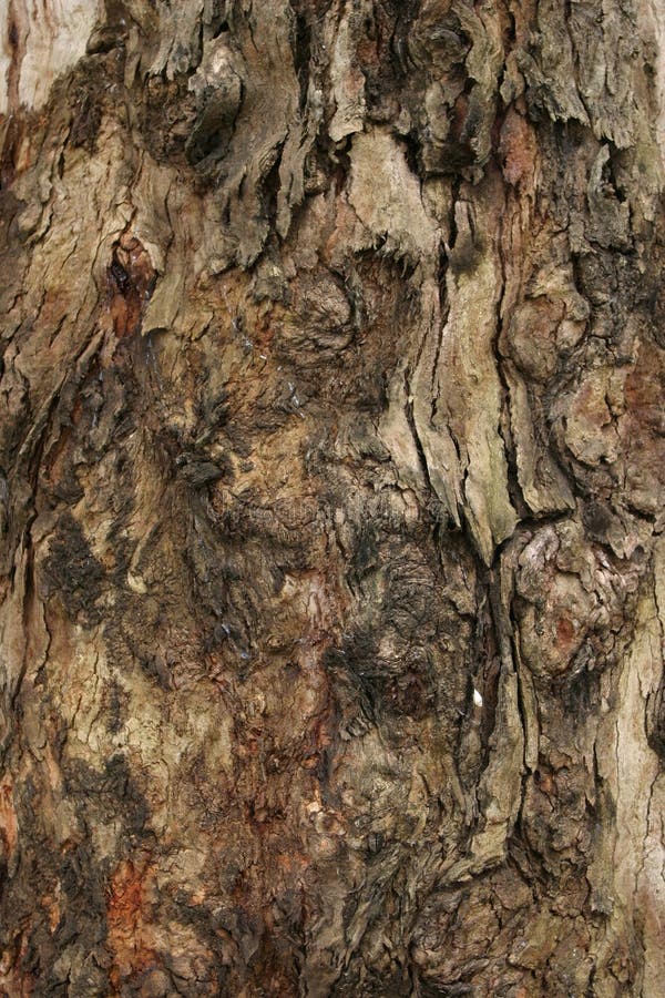 Macro tree bark stock photo