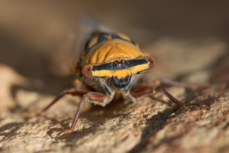 Macro van een cicade royalty-vrije stock foto
