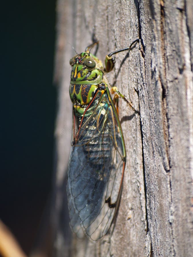 Macro van een cicade stock foto's