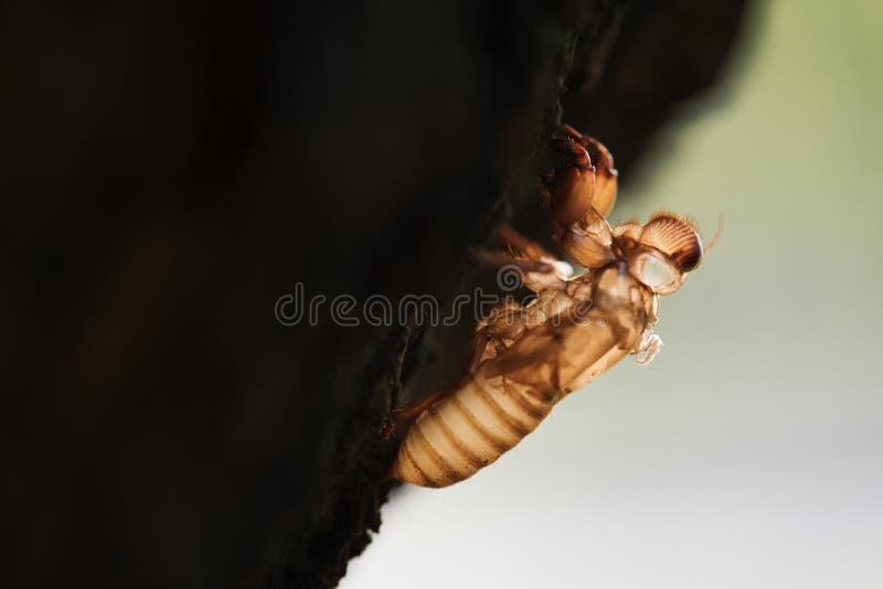 Macro van een cicadenhuid op de boom stock afbeeldingen
