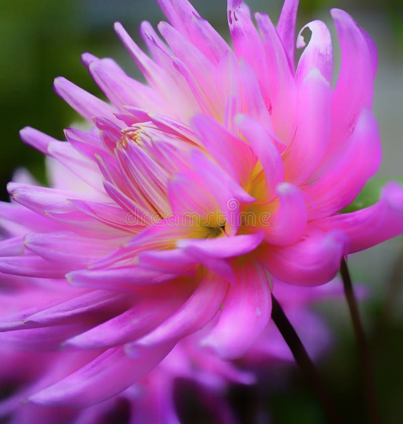 macro van de de kleurenschoonheid van de dahliabloem de roze royalty-vrije stock afbeelding macro van de de kleurenschoonheid van de dahliabloem de roze royalty-vrije stock afbeelding