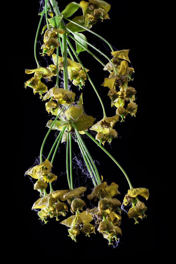 Macro van de Spurge de droge bloem stock afbeeldingen Macro van de Spurge de droge bloem stock afbeeldingen