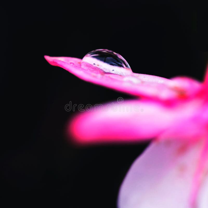 Macro van een daling van water op roze bloesem van fuchsia stock afbeeldingen Macro van een daling van water op roze bloesem van fuchsia stock afbeeldingen