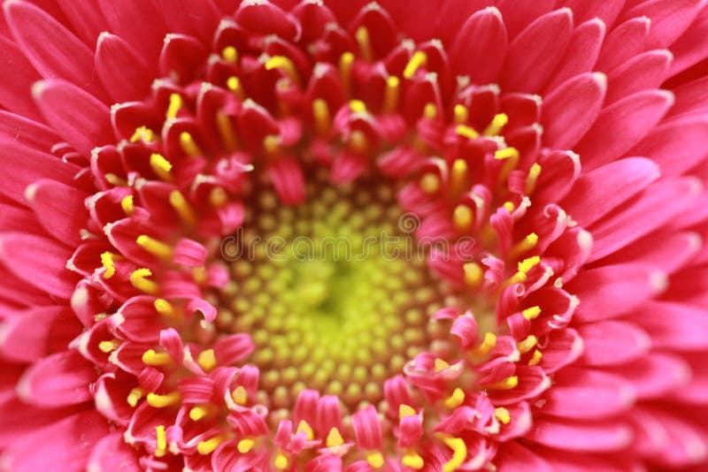 Macro van een roze bloeiende Gerbera stock afbeeldingen