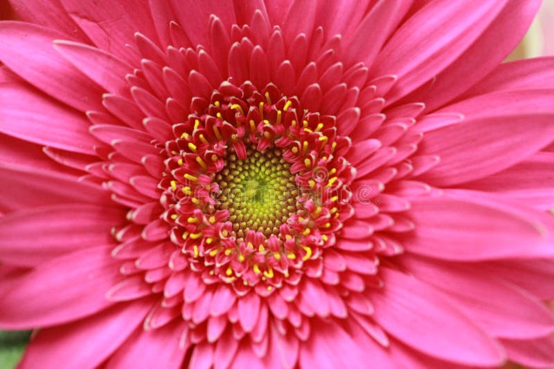 Macro van het Roze Bloeien Gerbera Daisy stock afbeeldingen
