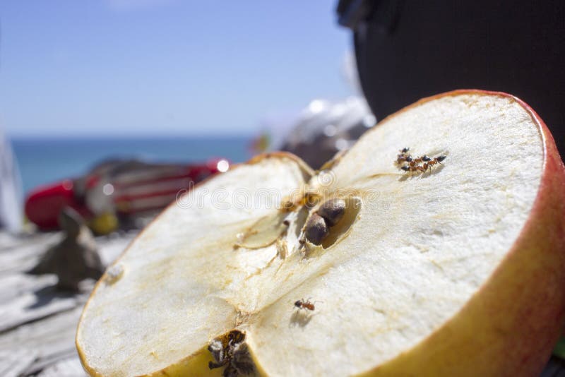 Macro van mieren die een appel eten stock foto Macro van mieren die een appel eten stock foto