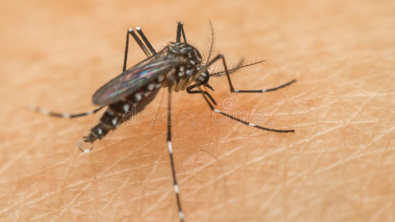 Macro van mug (Aedes aegypti) zuigend bloed stock afbeeldingen Macro van mug (Aedes aegypti) zuigend bloed stock afbeeldingen