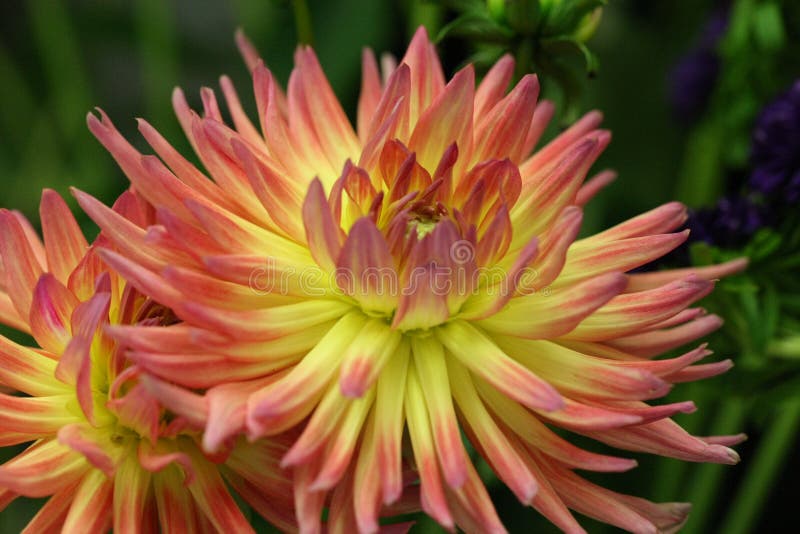 Macro van Roze & Gele Bloeiende Dahlia's royalty-vrije stock foto