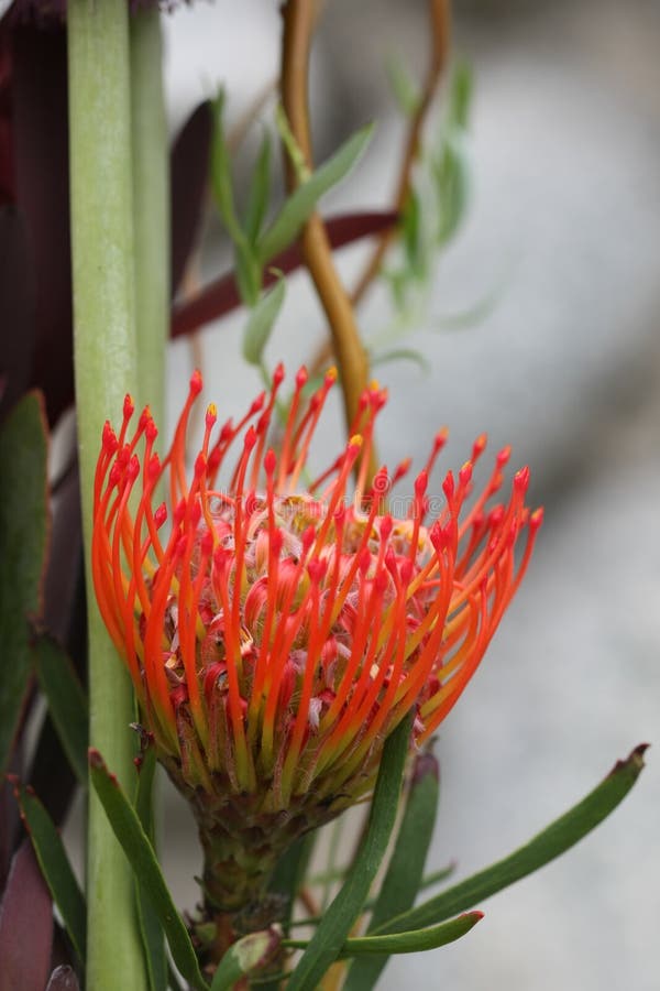 Macro van Tropisch Hawaiiaans Speldenkussen Protea stock fotografie