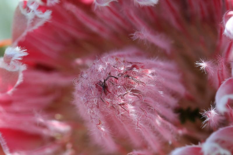 Macro van Tropische Hawaiiaanse Koningin Protea stock afbeeldingen