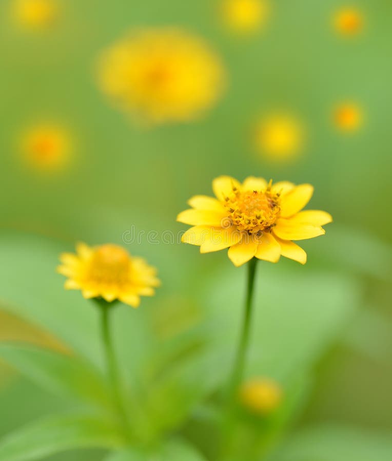 Macro van uiterst kleine gele wilde bloemen wordt geschoten die stock foto Macro van uiterst kleine gele wilde bloemen wordt geschoten die stock foto