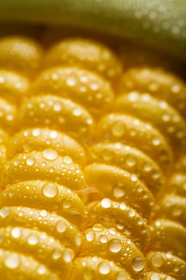 Macro of fresh wet maize corns. Macro of fresh wet maize corns