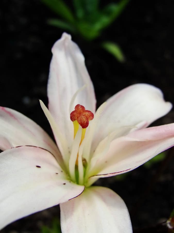 Macro van witte rode bloem met stuifmeel op helmknop stock foto's Macro van witte rode bloem met stuifmeel op helmknop stock foto's