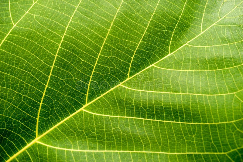 Macro verde da folha