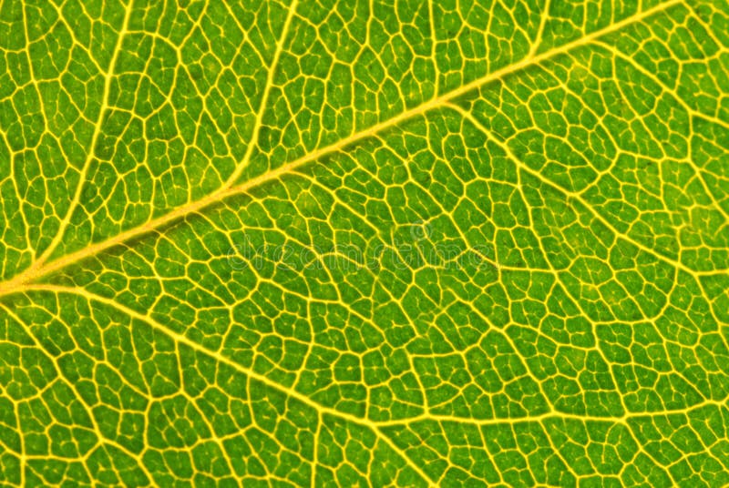 Macro verde del foglio immagini stock libere da diritti Macro verde del foglio immagini stock libere da diritti