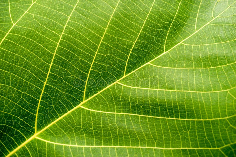 Macro of a green healthy leaf. Macro of a green healthy leaf.