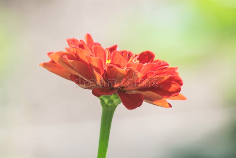Macro vermelho do Zinnia fotografia de stock royalty free Macro vermelho do Zinnia fotografia de stock royalty free
