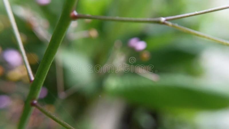 Macro vidéographie de la flore sauvage qui prospère dans les forêts tropicales d'asie du sud-est banque de vidéos