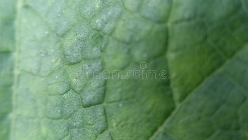 Macro vidéographie de la flore sauvage qui prospère dans les forêts tropicales d'asie du sud-est banque de vidéos