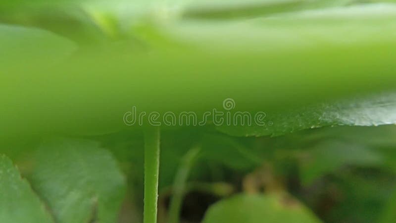 Macro vidéographie de la flore sauvage qui prospère dans les forêts tropicales d'asie du sud-est banque de vidéos