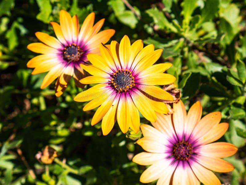 Macro View Of Beautiful Flowers Dimorphotheca Ecklonis