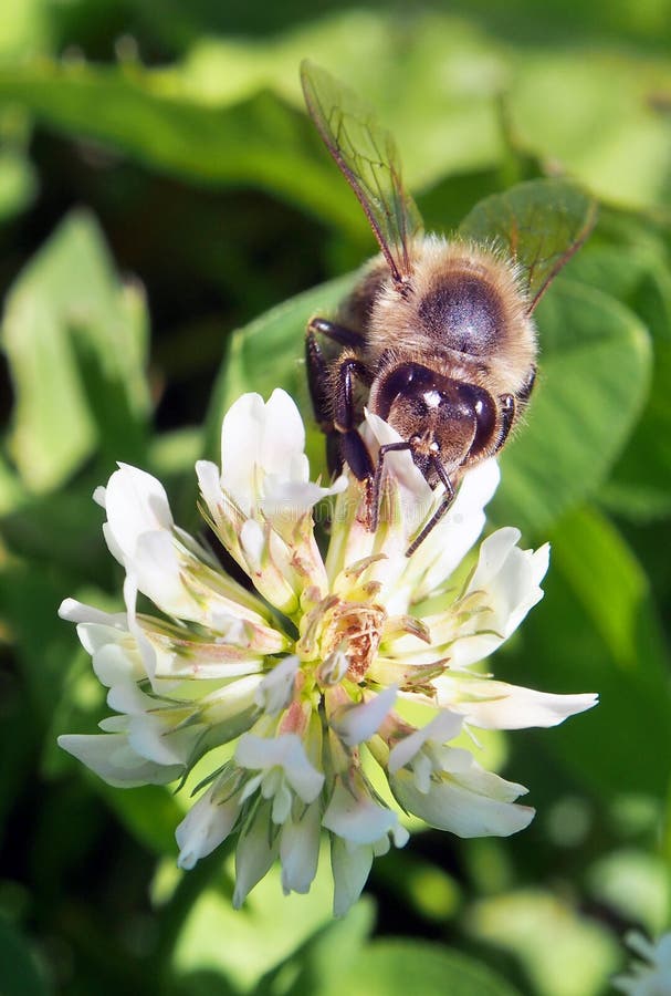 Bee pollinating flower