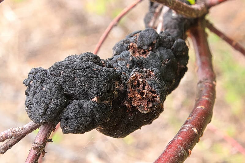 Black Knot Disease Growing on a Cherry Tree Stock Photo - Image of