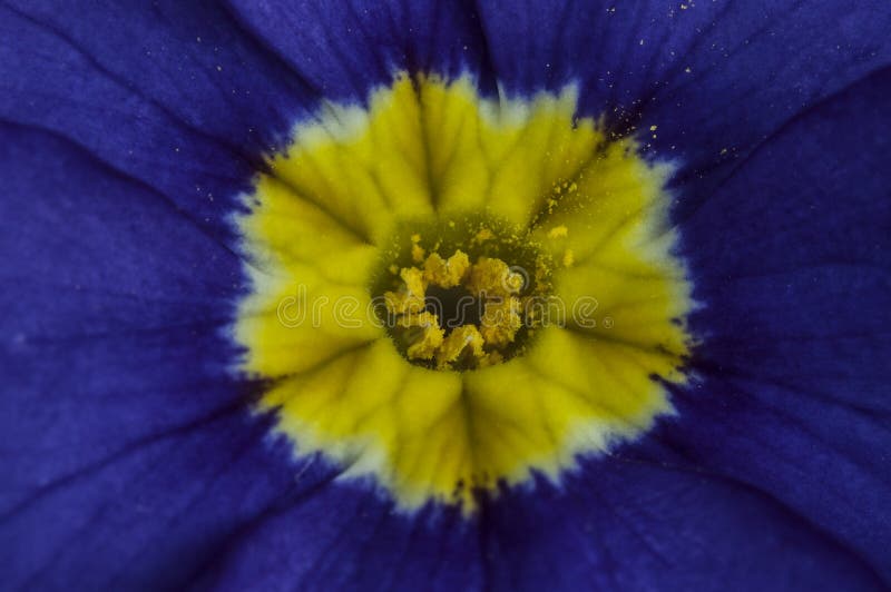 The Viola flower stock photo. Image of macro, garden 114385830