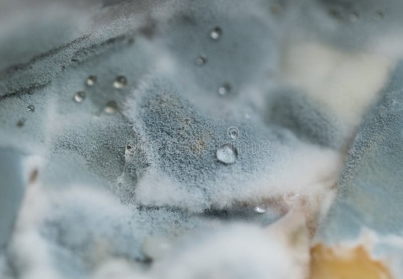Macro View of Blue Mold with Water Drops on it Stock Photo Image of