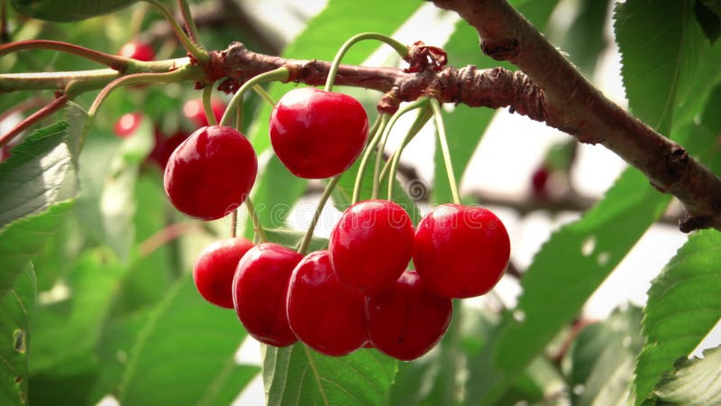 Macro view of a bunch of cherries hanging from a tree, isolated.summer fruits.Organic food.