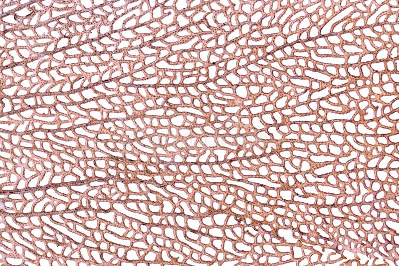 Macro view of Gorgonia ventalina coral skeleton stock photography