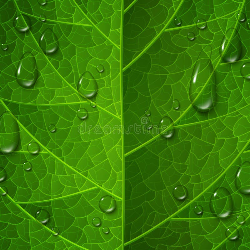 Macro view of green leaf surface with water drops stock illustration