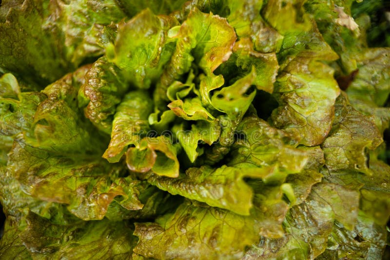 Lettuce in heart shape stock photo. Image of concept 44425290