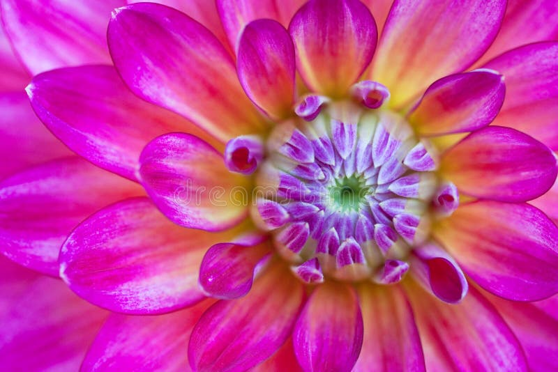 Macro view of lilac flower dahlia stock photography