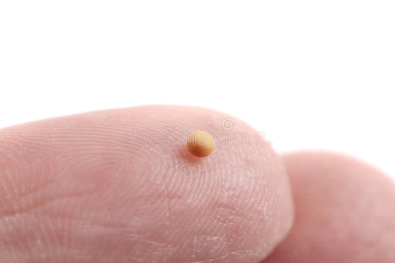Mustard Seeds stock image. Image of mustard, flavour 42616283