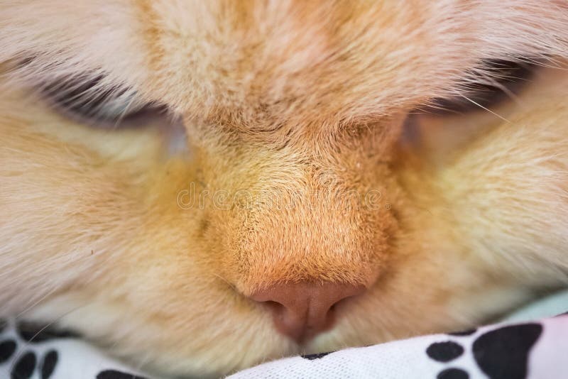 Macro View of Orange Cat Nose Stock Photo Image of closeup, orange