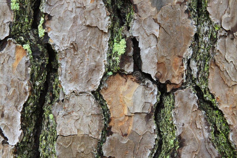 Macro view of pine bark with moss and lichen royalty free stock photo Macro view of pine bark with moss and lichen royalty free stock photo