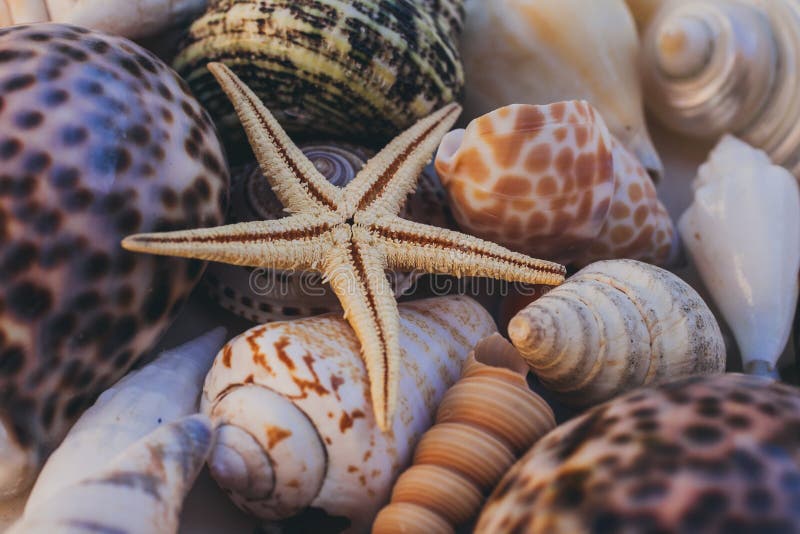 Macro view of seashell background. Starfish on seashells background. Many different seashells texture and background. stock photography Macro view of seashell background. Starfish on seashells background. Many different seashells texture and background. stock photography