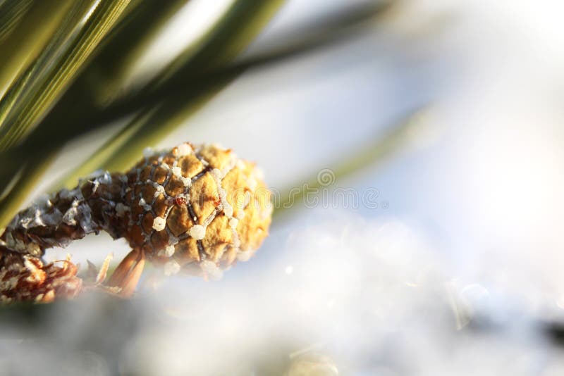 Macro view of small pine cone in green pine tree in winter on defocused background royalty free stock photography Macro view of small pine cone in green pine tree in winter on defocused background royalty free stock photography