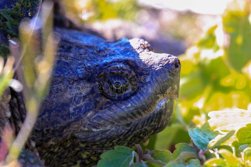 Macro View of Snapping Turtle Head Stock Image Image of chelydra
