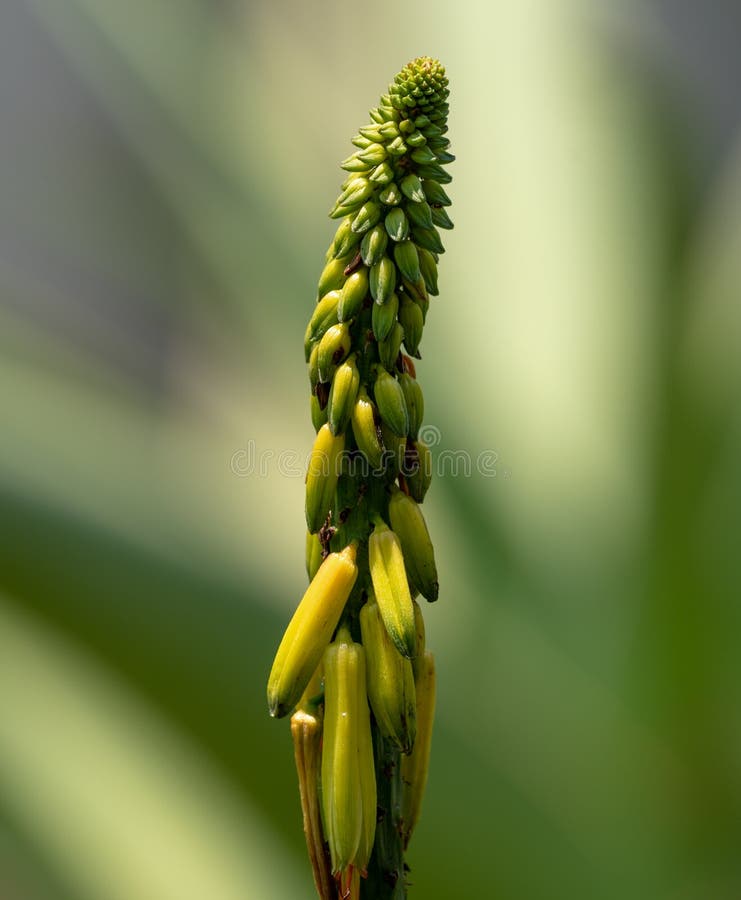 A macro view of an unopened aloe flower stock image A macro view of an unopened aloe flower stock image