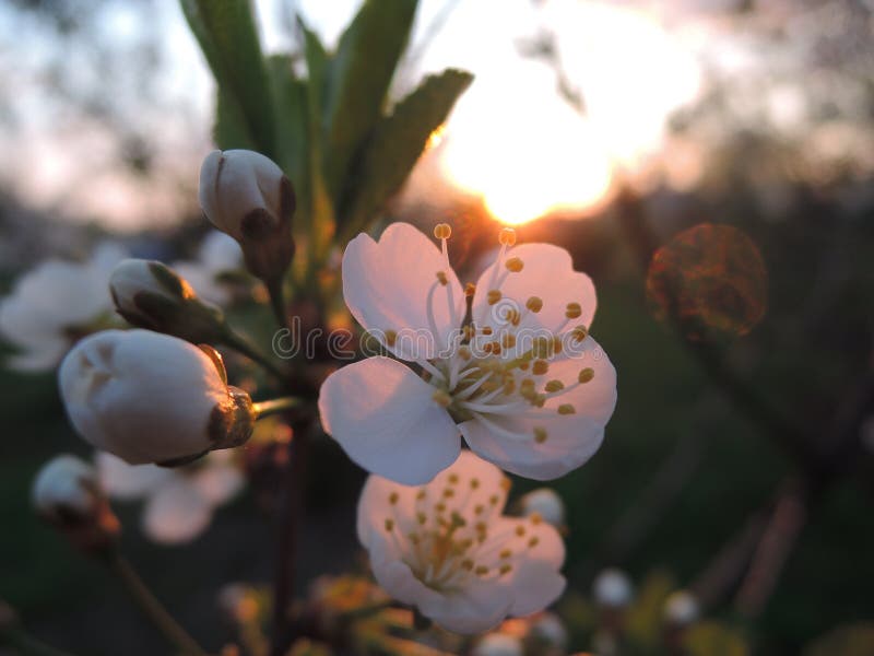 Macro view at the white blossom, sunset