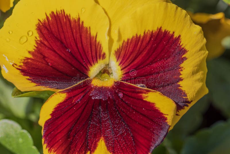 Macro View of Yellowbrown Pansy Flower with Raindrops in Spring