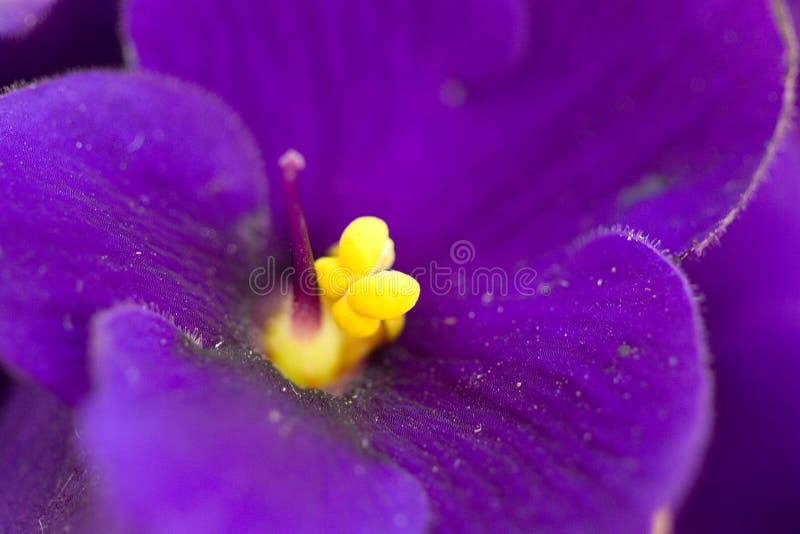 Macro violeta fotografía de archivo libre de regalías