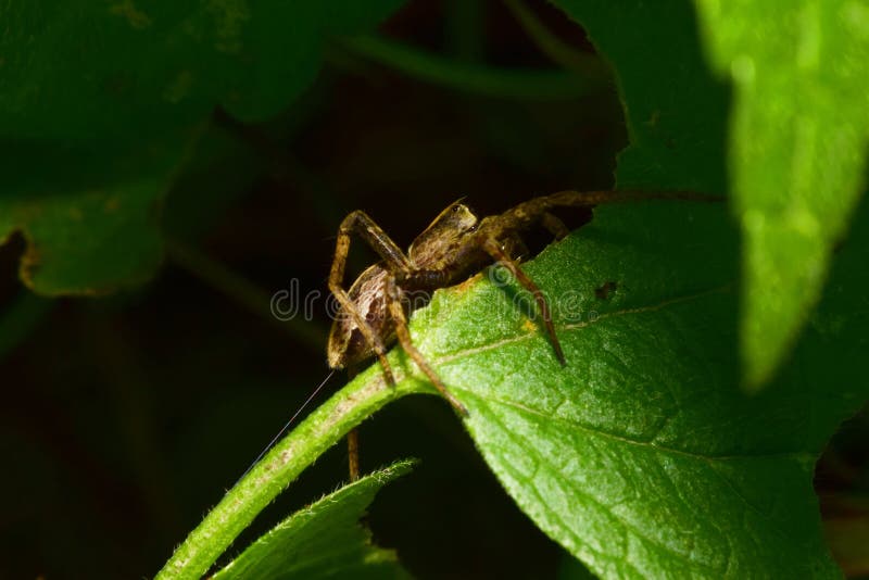 Macro vista del lato di una seduta delle aracnidi del lupo-ragno dei giovani immagine stock