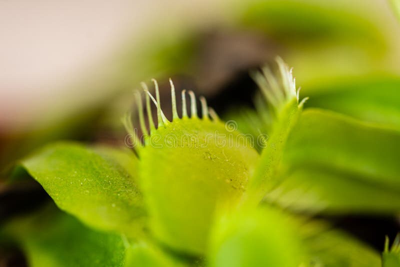 Macro vue des bouches d'un muscipula de Dionaea d'attrape-mouche de Vénus. Groupe de bouches de Venus Flytrap attendant sa proie Une bouche fermée et un né différent