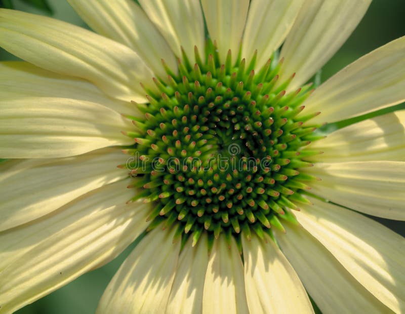Macro vue sur la fleur de cône beige. Les fleurs de cônes pourpres sont faciles à cultiver et à entretenir. ils peuvent tolérer un certain nombre de conditions environnementales défavorables.