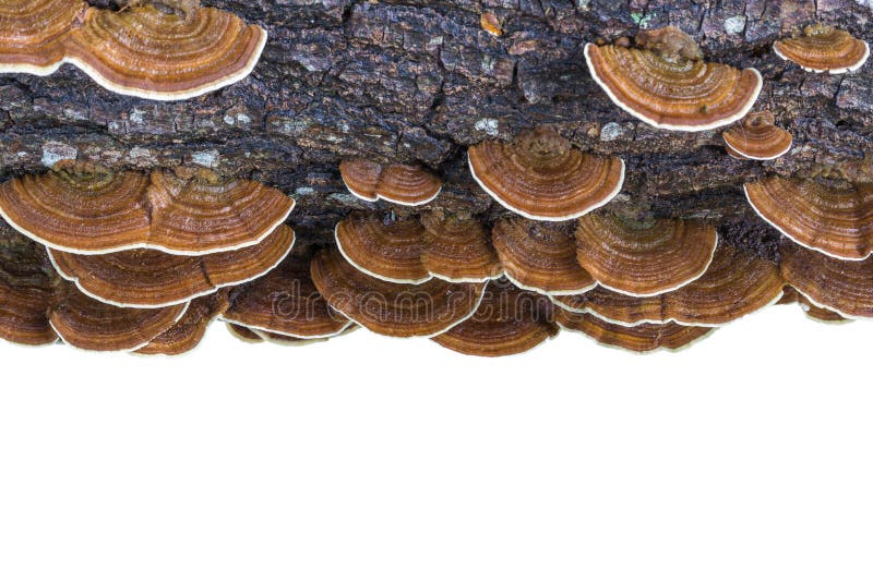 Macro wet brown bracket fungus on wood isolated on white. Saved royalty free stock photo Macro wet brown bracket fungus on wood isolated on white. Saved royalty free stock photo