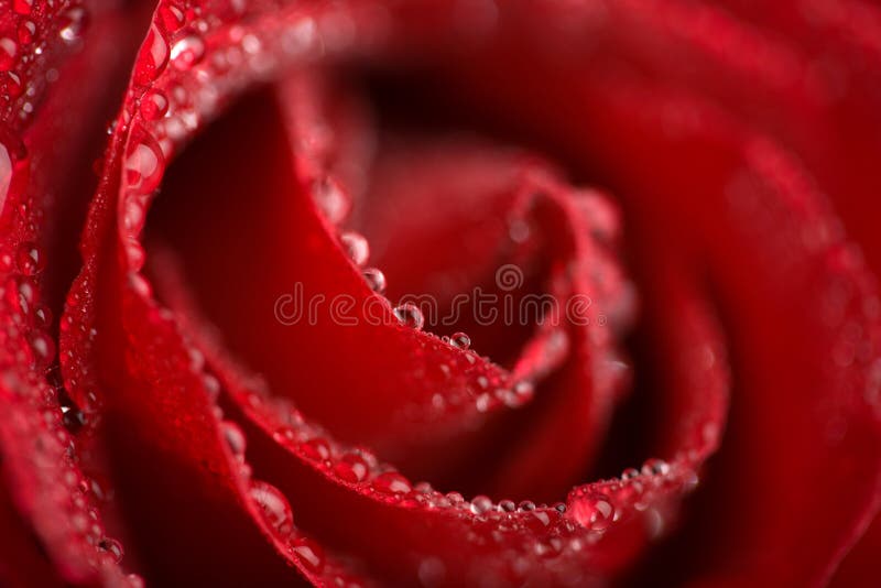 Macro of wet red rose